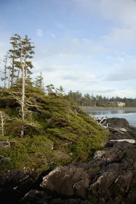 Framed Print : Trees And The Beach At Cox Bay Near Tofino