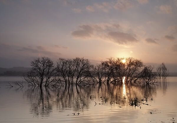 Trees caught in a flood