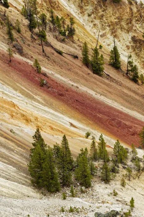 Framed Print : Trees and colorful patterns on canyon walls, Grand Canyon of Yellowstone, Yellowstone National Park, Montana, Wyoming, USA