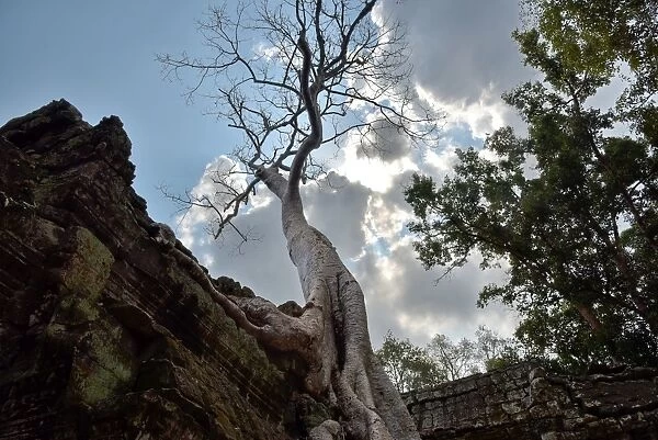 Trees entwine Ta Prohm temple Angkor Cambodia