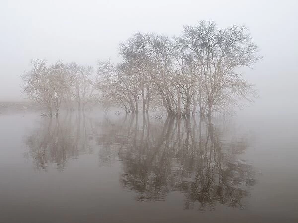 Trees in fog, trapped by water in reservoir
