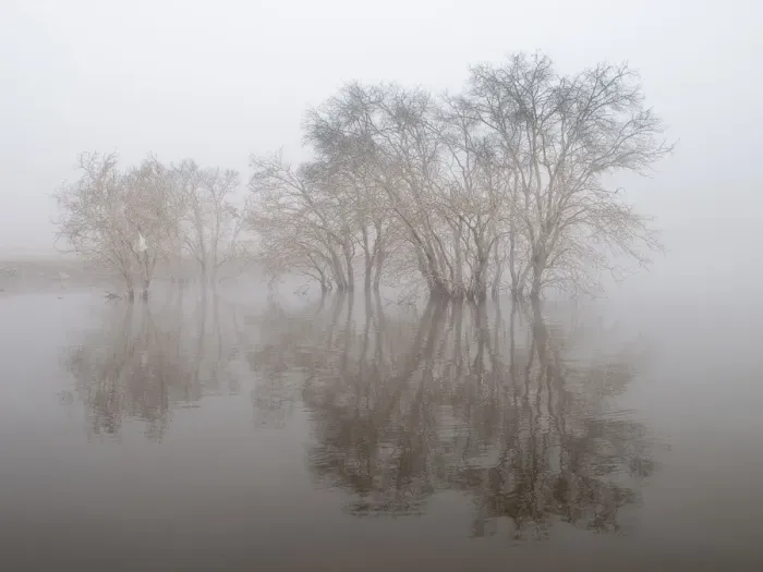 Framed Print : Trees in fog Framed Print : Trees in fog