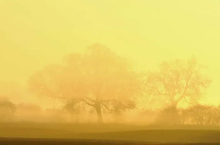 Framed Print : Trees in fog at sunrise, Rheinberg, Lower Rhine region, North Rhine-Westphalia, Germany