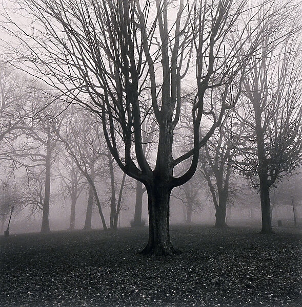 Trees in foggy field