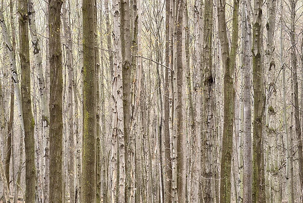 Trees in forest, New York State, USA