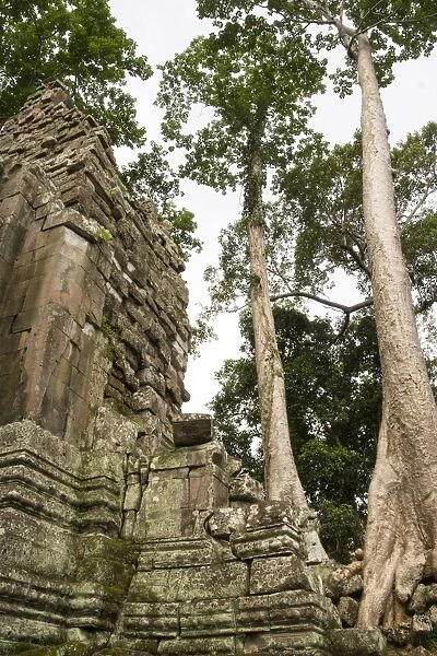 Trees growing from Angkor Thom