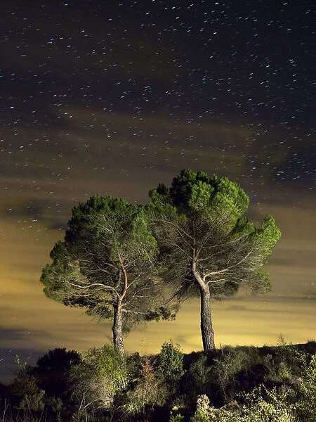 Two trees isolated under a sky of stars and clouds