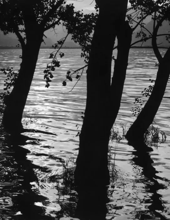 Framed Print : Trees In Lake Framed Print : Trees In Lake