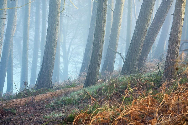 Trees leaning in the mist, lake District. England, UK
