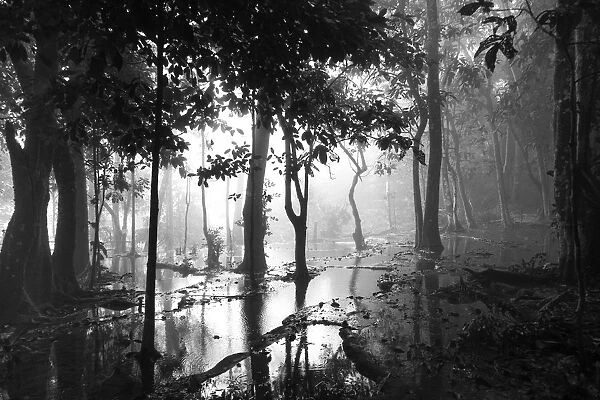 Trees in the mist on the wetlands on top of Kuang Si Falls