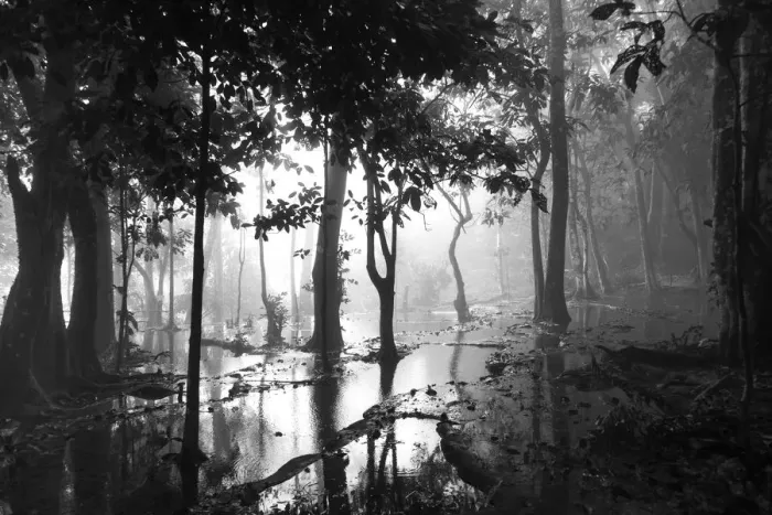 Framed Print : Trees in the mist on the wetlands on top of Kuang Si Falls Framed Print : Trees in the mist on the wetlands on top of Kuang Si Falls
