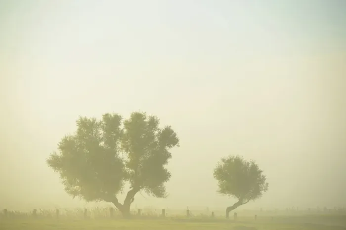 Framed Print : Two trees in the morning mist, Bislicher Insel, Xanten, Lower Rhine region, North Rhine-Westphalia, Germany Framed Print : Two trees in the morning mist, Bislicher Insel, Xanten, Lower Rhine region, North Rhine-Westphalia, Germany