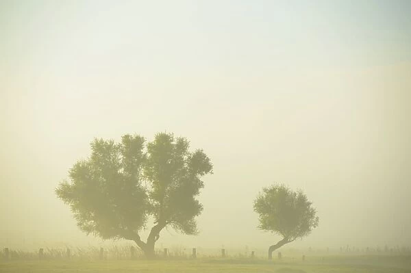 Two trees in the morning mist, Bislicher Insel, Xanten, Lower Rhine region, North Rhine-Westphalia, Germany
