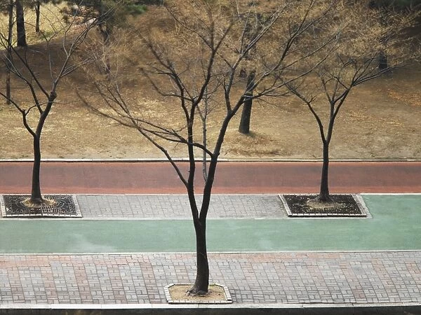 Trees on pavement, elevated view