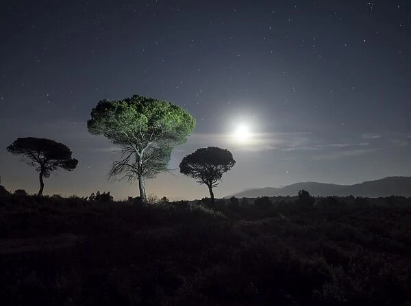 Trees of pines, in the plain of a mountain illuminated by the full moon