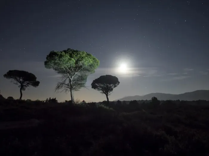 Framed Print : Trees of pines, in the plain of a mountain illuminated by the full moon