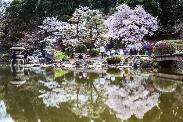 Trees reflected in pond in springtime, Tokyo, Japan