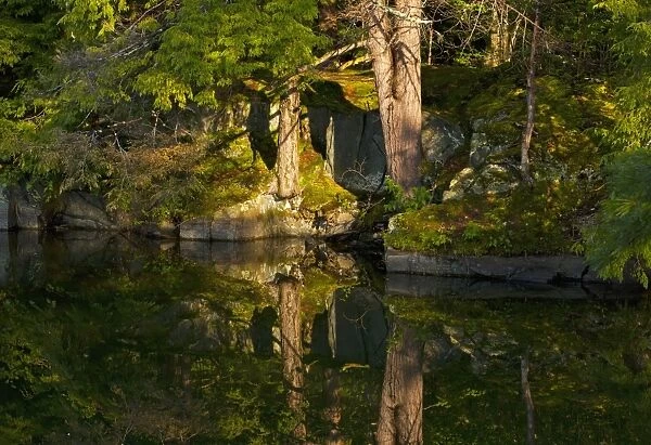 Trees reflected in water in early morning light, Foster, Eastern Townships, Quebec Province, Canada
