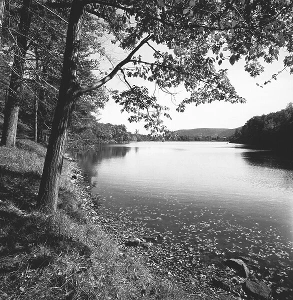 Trees by river, (B&W)
