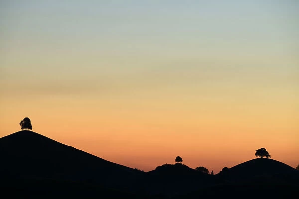 Trees silhouetted on moraine hills at dusk, Hirzel, Canton of Zurich, Switzerland