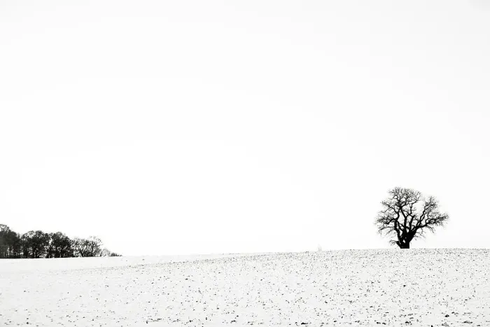 Framed Print : Trees in the Snow Framed Print : Trees in the Snow