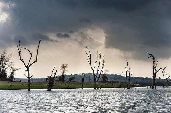 Trees sticking out of the water, Kabini Reservoir, Nagarhole National Park, Karnataka, India