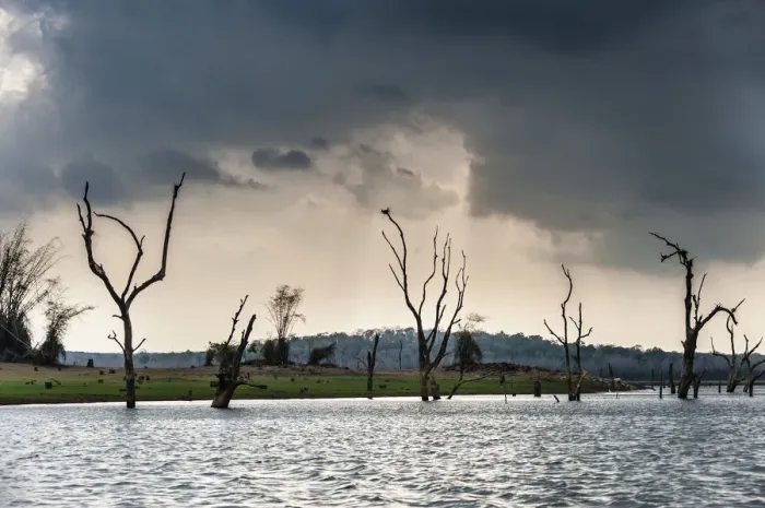 Framed Print : Trees sticking out of the water, Kabini Reservoir, Nagarhole National Park, Karnataka, India Framed Print : Trees sticking out of the water, Kabini Reservoir, Nagarhole National Park, Karnataka, India
