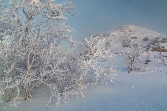 Framed Print : Trees in a strong winter frost on the seashore