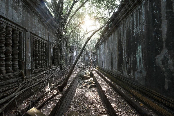 Trees and Thick Brush Consuming the Remaining Walls and Windows at the Unrestored Beng Mealea Temple, Angkor, Cambodia