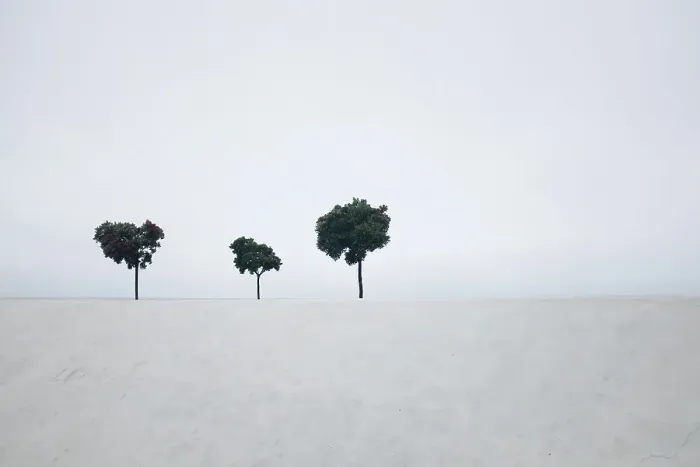 Framed Print : Three trees against white sky background Framed Print : Three trees against white sky background