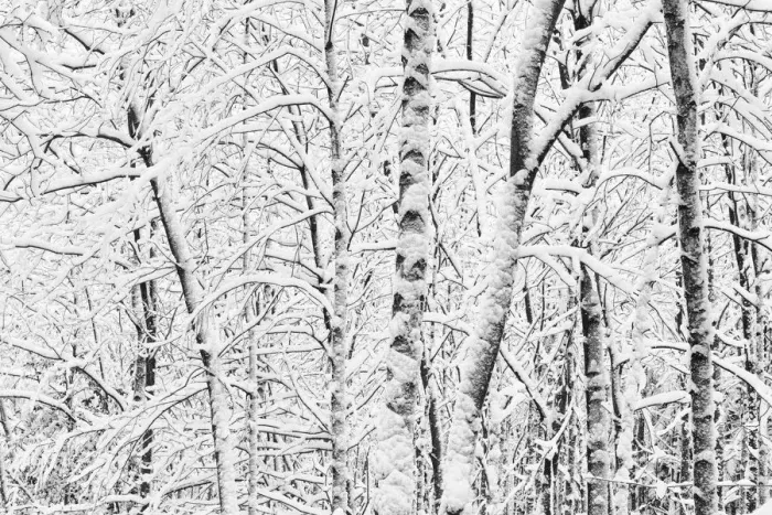 Framed Print : Trees in winter landscape Framed Print : Trees in winter landscape