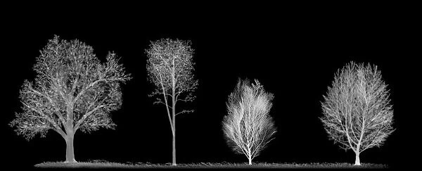 Trees, X-ray