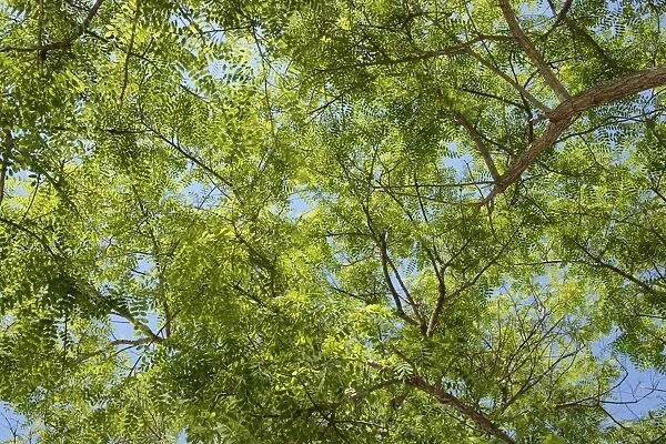 Treetop, green leaves of a Mimosa -Mimosa sp. -