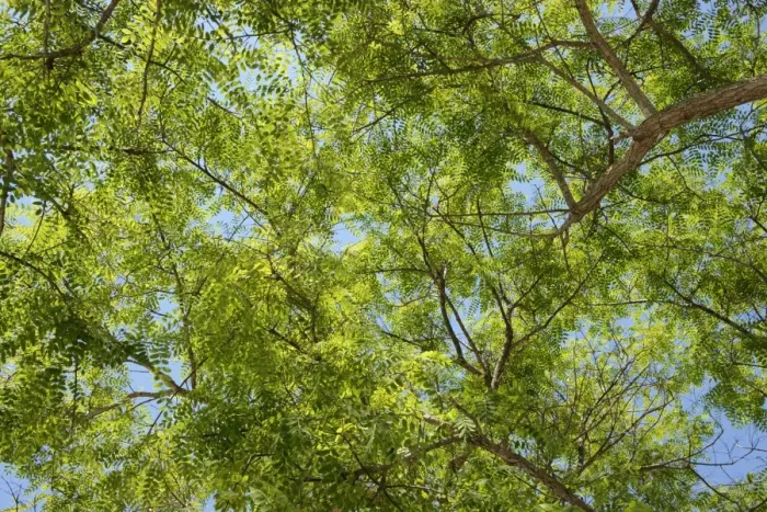 Framed Print : Treetop, green leaves of a Mimosa -Mimosa sp. - Framed Print : Treetop, green leaves of a Mimosa -Mimosa sp. -