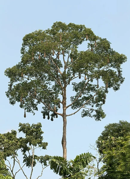 Treetop with long woven basket hanging nests of a colony of Montezuma Oropendola -Psarocolius montezuma-, Yasuni National Park, Amazon Bassin, Ecuador, South America
