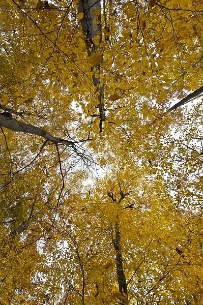 Treetops in an autumn forest, Stuttgart, Baden-Wurttemberg, Germany