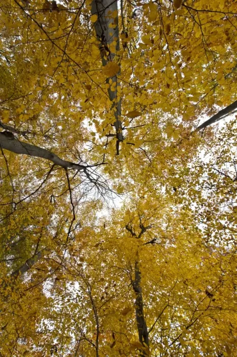 Framed Print : Treetops in an autumn forest, Stuttgart, Baden-Wurttemberg, Germany Framed Print : Treetops in an autumn forest, Stuttgart, Baden-Wurttemberg, Germany