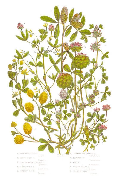Trefoil and Clover Victorian Botanical Illustration