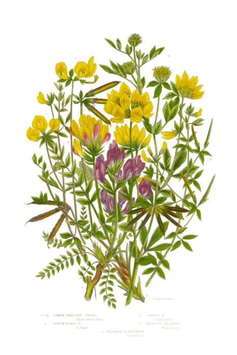 Framed Print : Trefoil and Oxytropis, Legume, Victorian Botanical Illustration, Circa 1846 Framed Print : Trefoil and Oxytropis, Legume, Victorian Botanical Illustration, Circa 1846