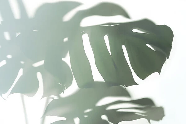 Trendy Shadow of Tropical leaves of Monstera Philodendron on white background, isolated