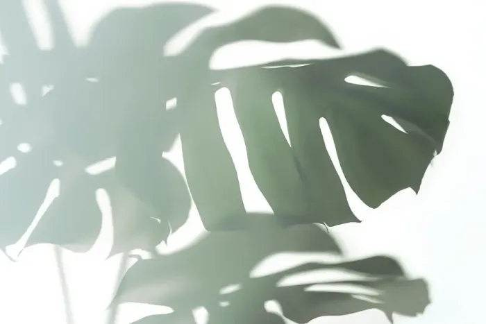 Framed Print : Trendy Shadow of Tropical leaves of Monstera Philodendron on white background, isolated Framed Print : Trendy Shadow of Tropical leaves of Monstera Philodendron on white background, isolated