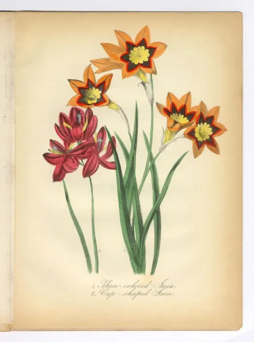 Framed Print : Tri-Colored and Cup-Shaped Ixia Victorian Botanical Illustration Framed Print : Tri-Colored and Cup-Shaped Ixia Victorian Botanical Illustration