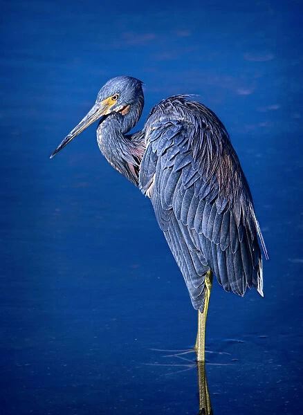 Tri-colored Heron standing in lagoon