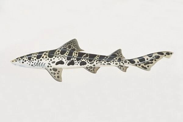 Triakis semifasciata, Leopard Shark, side view