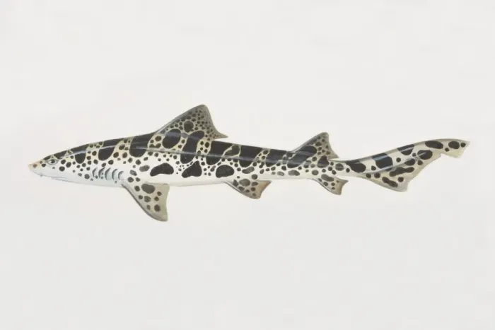 Framed Print : Triakis semifasciata, Leopard Shark, side view Framed Print : Triakis semifasciata, Leopard Shark, side view
