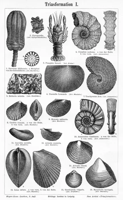 Framed Print : Triassic Formation engraving 1895 Framed Print : Triassic Formation engraving 1895
