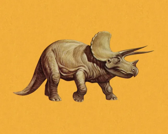 Framed Print : Triceratops Framed Print : Triceratops