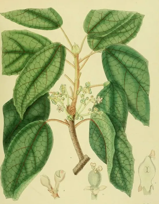 Framed Print : Trichadenia zeylanica, a species of plant in the Achariaceae family, native to Southeast Asia, Sri Lanka, digitally restored historical colour print from 1893 Framed Print : Trichadenia zeylanica, a species of plant in the Achariaceae family, native to Southeast Asia, Sri Lanka, digitally restored historical colour print from 1893
