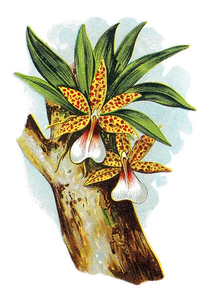 Trichocentrum tigrinum Orchid