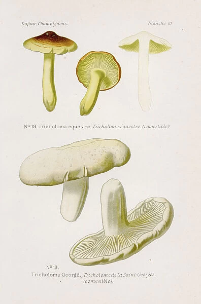 Tricholoma equestre mushroom 1891